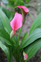 ピンク色のカラーの花