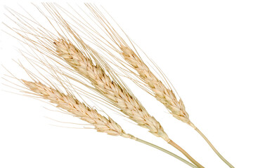 Ears of barley isolated on a white background
