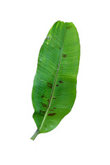 one fresh banana leaf isolated on white background, clipping path included, can be used as background and wallpaper