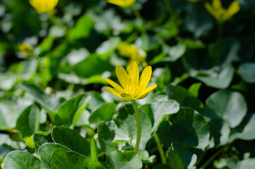 Spring flowers in the grass. Green grass. Small yellow flowers. Flower bed.