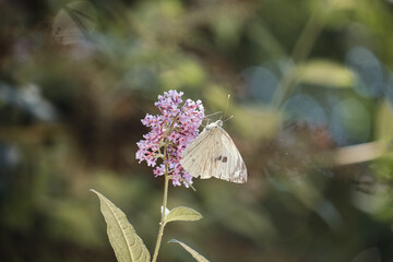 Fleur et papillon .
