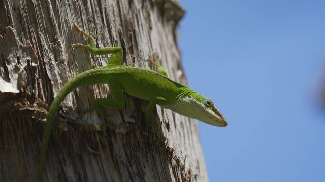 This slow motion video shows an alert Green Anole (Anolis carolinensis) lizard climbing along bark and looking around with a blue sky in the background.