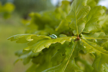 two beetles on a maple leaf 