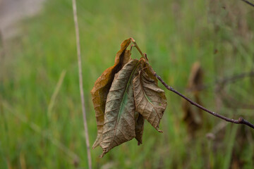 three twisted leaves are curled