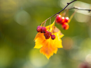 Autumn hawthorn branch with red berries and yellow green leaves on a blury background.