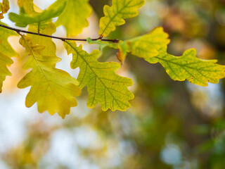 Oak branches with yellow leaves in autumn park