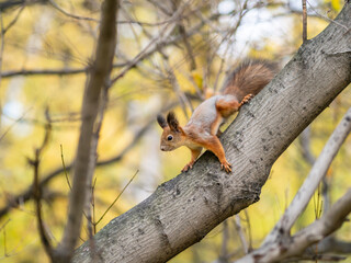 Squirrel in Autumn sits on a branch