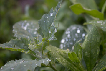 flower, nature, plant, green, flowers, spring, leaf, white, tree, flora, bloom, garden, summer, blossom, branch, fresh, leaves, close-up, bush, natural, grass, closeup, macro, foliage, beautiful