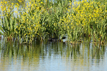 A duck swimming on a lake behind great yellowcress in bloom view