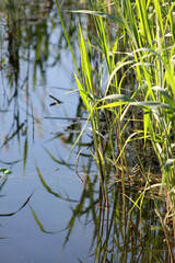 field brome view on lake with reflections of