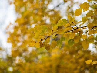 Aspen branches with yellow leaves in autumn