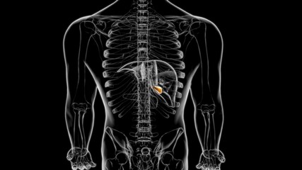 Gall Bladder Human Digestive System Anatomy 3D Rendering