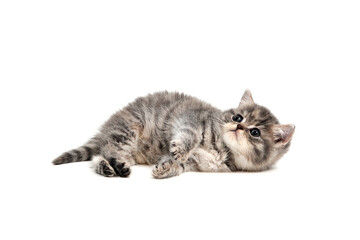 A gray purebred kitten lies on a white background