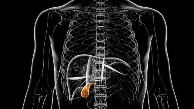 Gall Bladder Human Digestive System Anatomy 3D Rendering