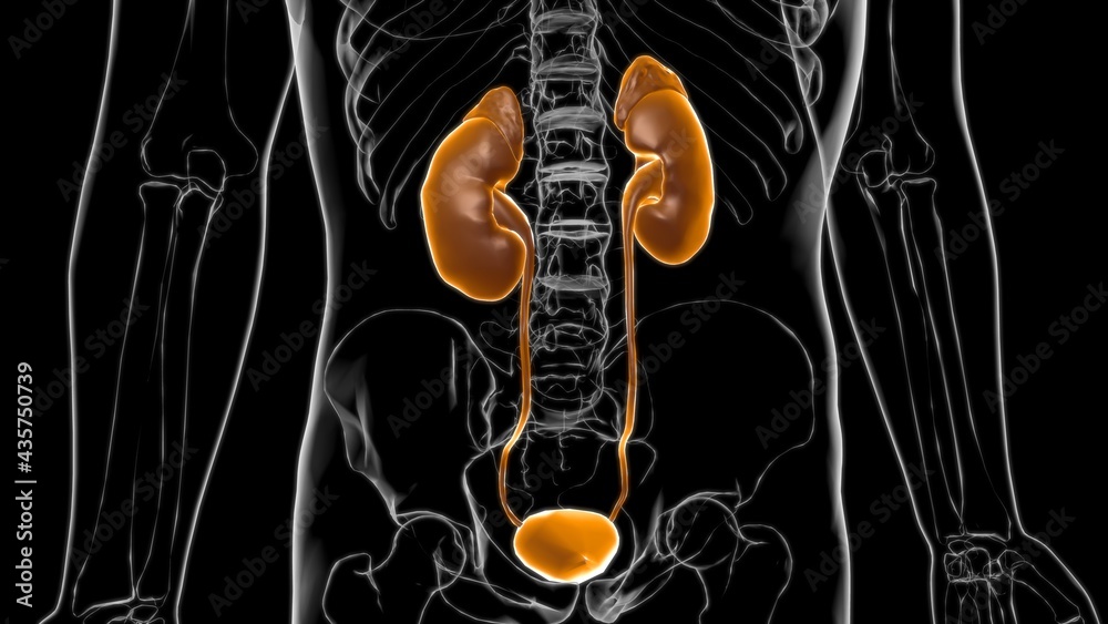 Wall mural Human Urinary System Kidneys with Bladder Anatomy For Medical Concept 3D Rendering