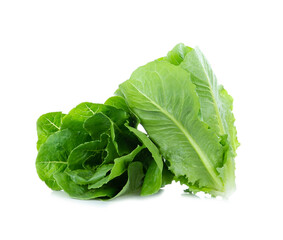 lettuce leaves isolated on white background.