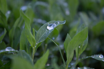 flower, nature, plant, green, flowers, spring, leaf, white, tree, flora, bloom, garden, summer, blossom, branch, fresh, leaves, close-up, bush, natural, grass, closeup, macro, foliage, beautiful