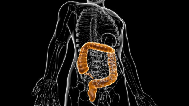 Large Intestine Human Digestive System Anatomy For Medical Concept 3D