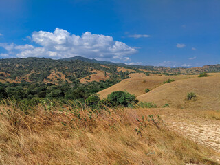 Naklejka premium Nature