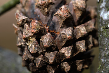Fir brown cone. Macro, blurred background.