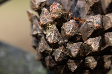 Fir brown cone. Macro, blurred background.