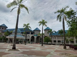 palm trees in the park