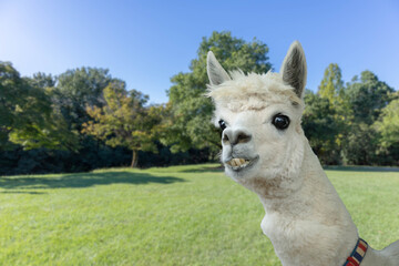 Obraz premium アルパカの変顔