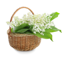 Fototapeta na wymiar Basket with beautiful lily-of-the-valley flowers on white background