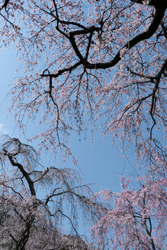 枝垂桜 - Large Weeping Cherry tree in Kyoto, Japan