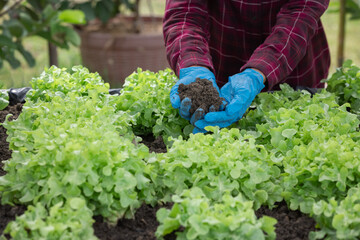 Fototapeta premium Farmer planting young green oak salad in the vegetable garden and showing a perfect soil for growth.