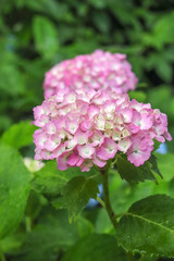 あじさい ピンク 紫陽花 アジサイ 紫 綺麗 幻想的 かわいい 落ち着いた グリーン 花びら 6月