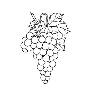 A bunch of grapes with a leaf on a white background, doodle.The vector brush can be used as a design for juice,wine,textile packaging,coloring pages,and mus.en