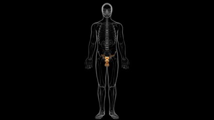Male Reproductive System Anatomy For Medical Concept 3D Rendering