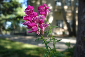 A Decorative Plant With Pink Flowers With Its Unique Image In The Park 