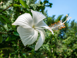 The white flowers look like a five-pointed star.