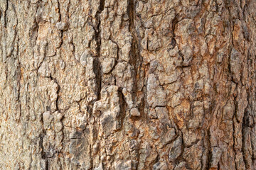 Tree bark texture background (tamarind tree)