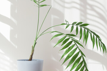 Palm leaves and shadows on a white wall in sunlight during the day. Minimalistic modern still life in white and green