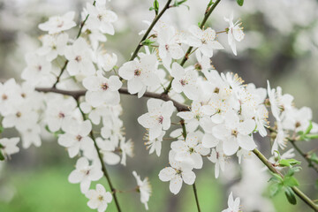 Spring cherry tree branches with white flowers