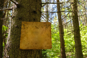 Empty copper plate on morning forest background. Nature conservation concept. Unexpected concept.