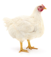 white hen isolated.