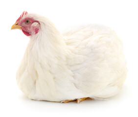 white hen isolated. - 435757950