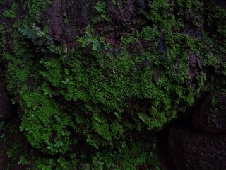 green moss on stone, close-up view