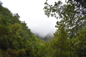 Obraz na płótnie Canvas foggy morning in the forest