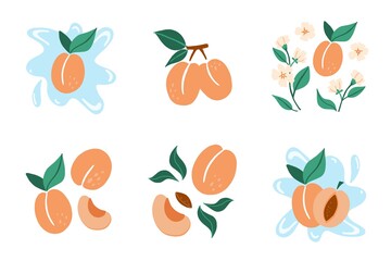 Apricot set. Exotic tropical peaches or apricots fresh fruit collection, whole juicy peach with green leaves and flowers, slice and kernel. Vector cartoon minimalistic style isolated illustration