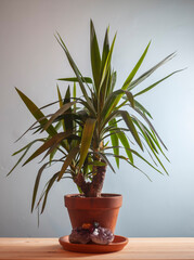 Yucca houseplant in a terracotta plant pot.Shot against a cool blue wall ,The species is Yucca elephantipes.