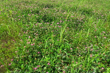初夏の野原の草むら風景