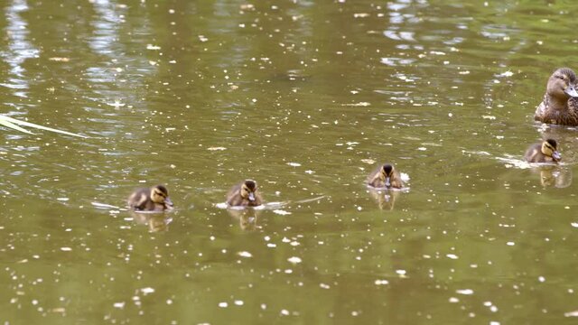 A family of ducks swims across a small lake. Close up of ducklings swimming with their mother duck. 