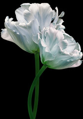 White  tulips. Flowers on  black isolated background with clipping path.  Closeup.  no shadows.  Buds of a tulips on a green stalk.  Nature.