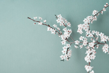 Blooming cherry branch on green background with copy space. Spring time. Creative concept