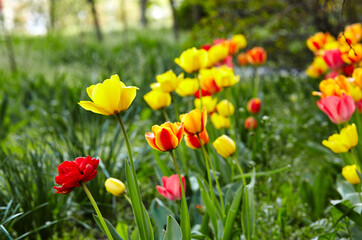 Beautiful tulip flowers blooming in a garden. Beauty tulip plant in the spring garden in rays of sunlight in nature. Blur background with bokeh image, selective focus